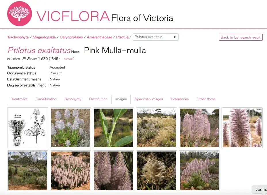 RBG_VicFlora_–_Ptilotus_exaltatus (1)