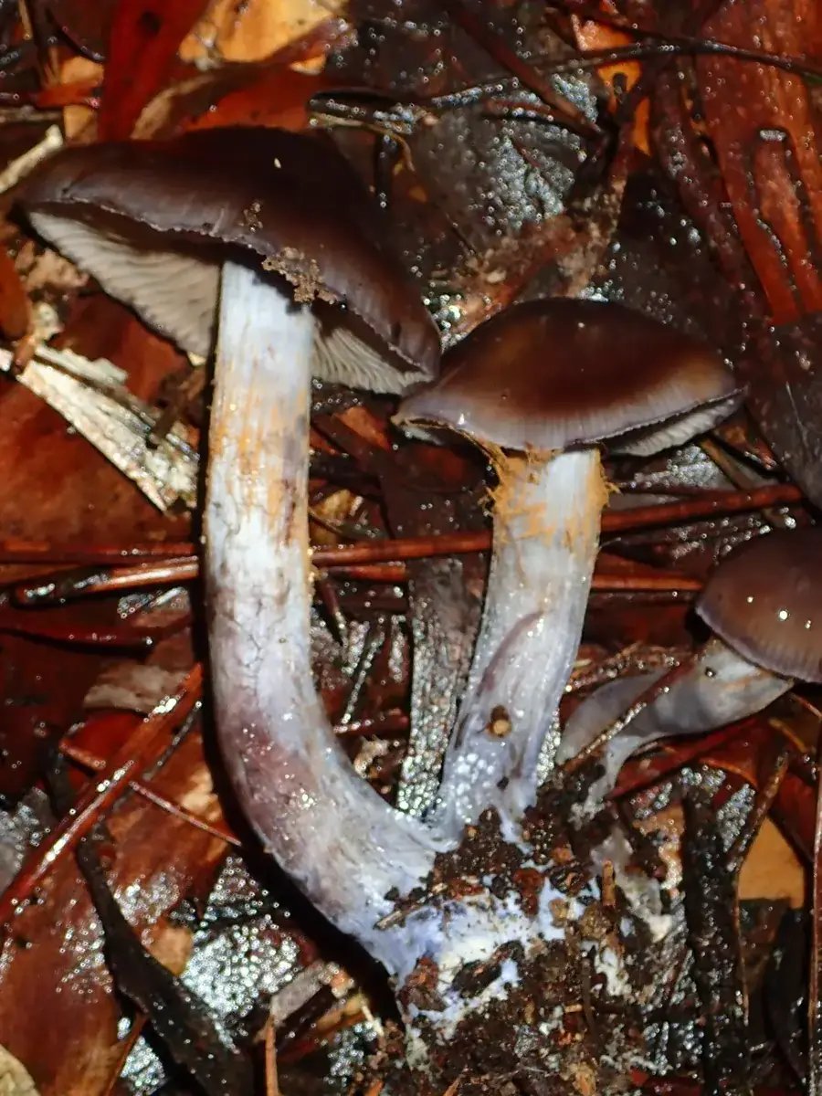 RBG_image01_crop (1)