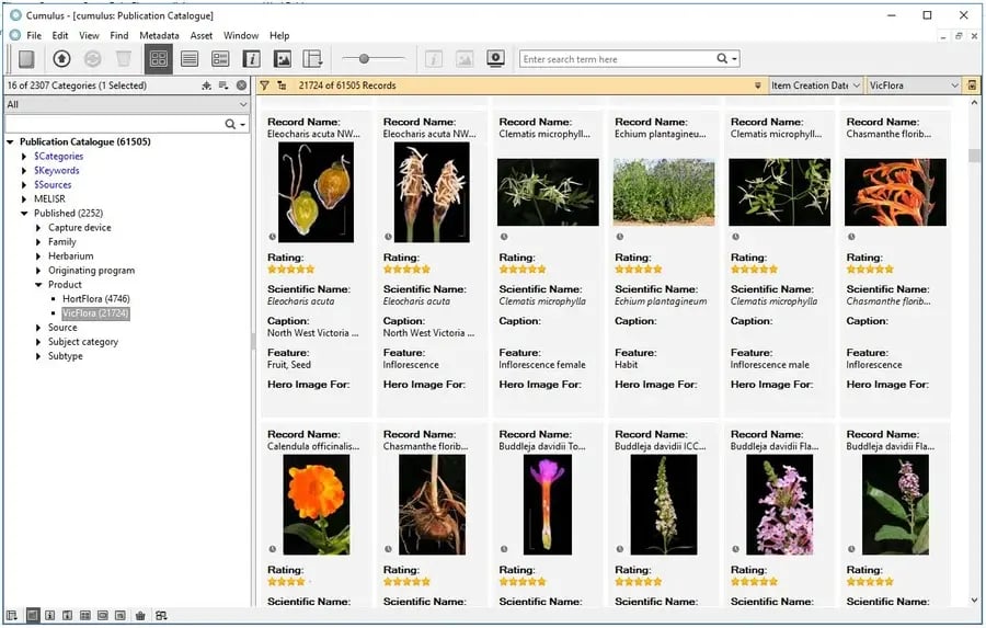 cumulus-vicflora-photographs