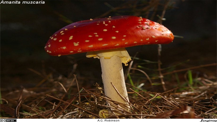 mushroom_RBG