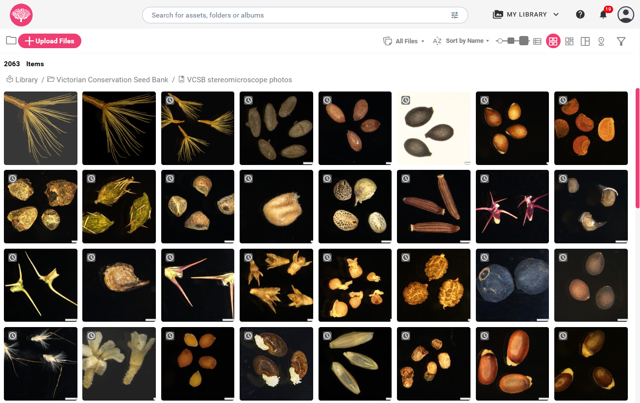 RBG_Screenshot 2025-06-04 163648